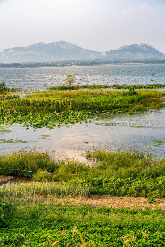 夏天的邹城孟子湖湿地湖泊自然景观