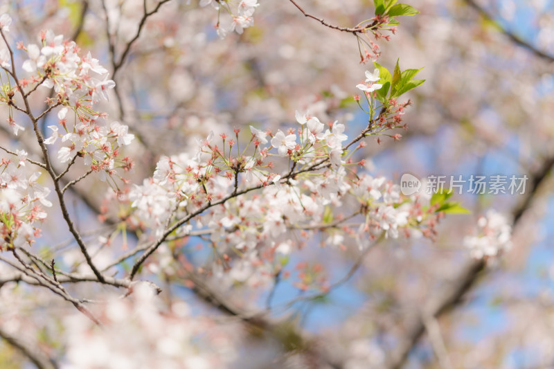 春日樱花盛开枝头繁花似锦