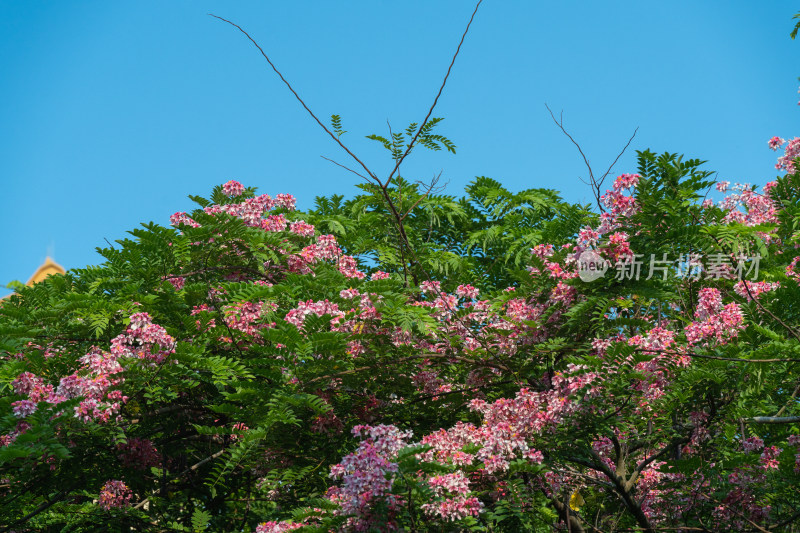 盛开的节荚决明花