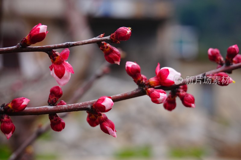 梅花花苞未盛开的梅花特写背景