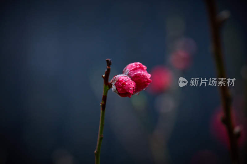 带水珠的娇艳红色花骨朵