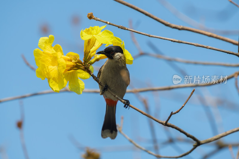 蓝天背景下枝头小鸟与黄色花朵