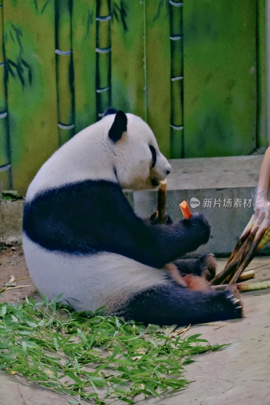 紫清湖动物园的大熊猫暖暖等