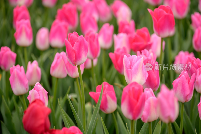 郁金香花海