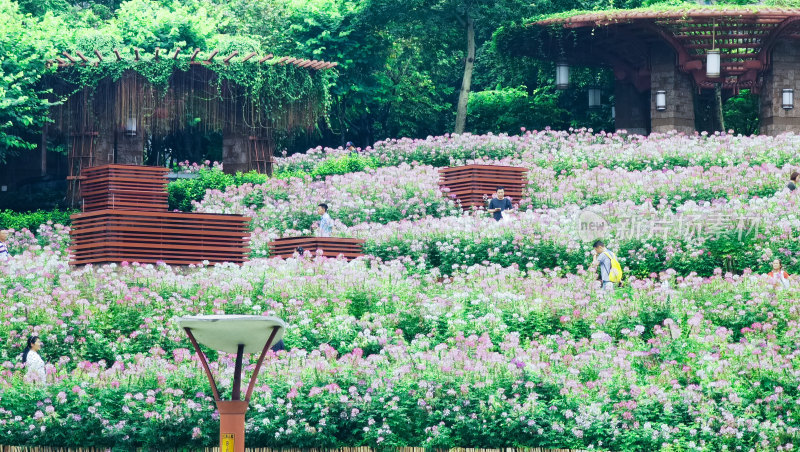 佛山市千灯湖公园醉蝶花花海