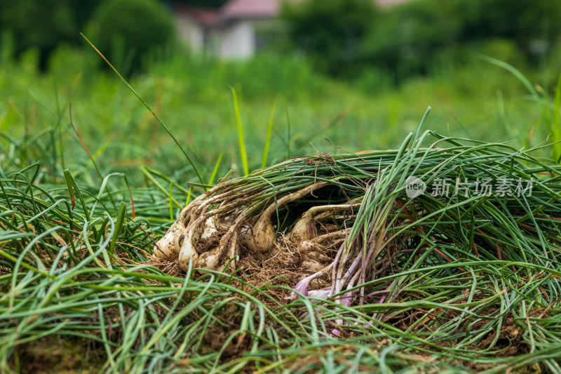 常德津市白衣藠果