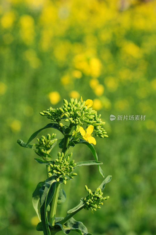 春天的油菜花蕾