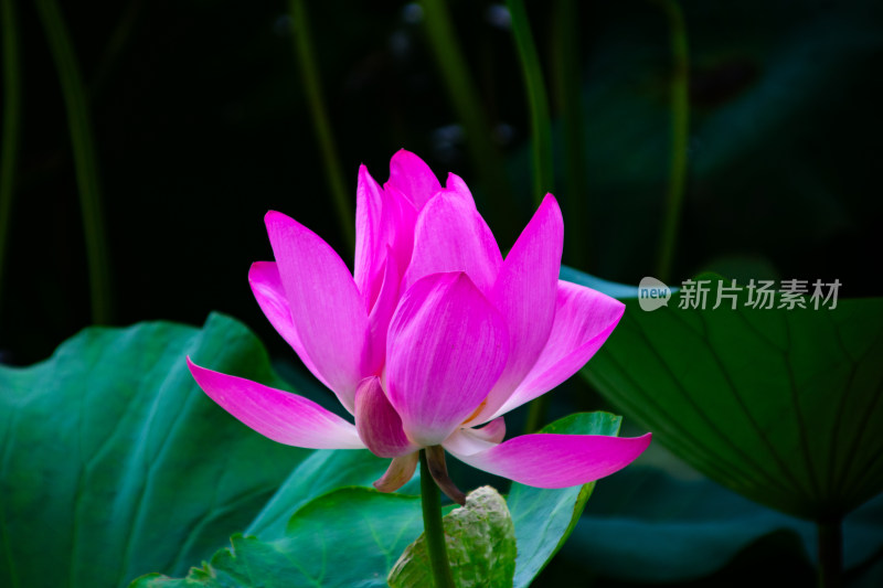 荷花荷叶夏天夏季池塘