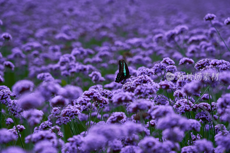 江西景德镇高岭村花海