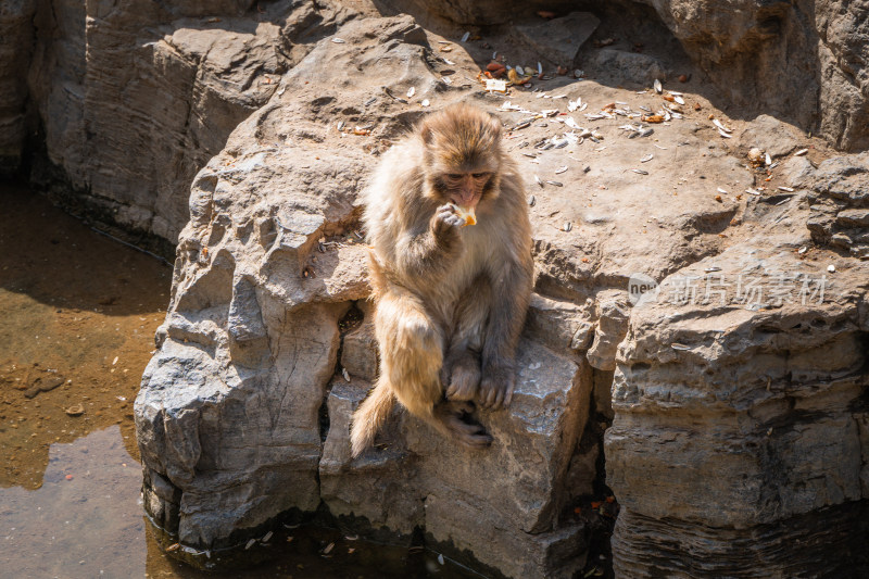 小猴猕猴坐在石头上吃东西