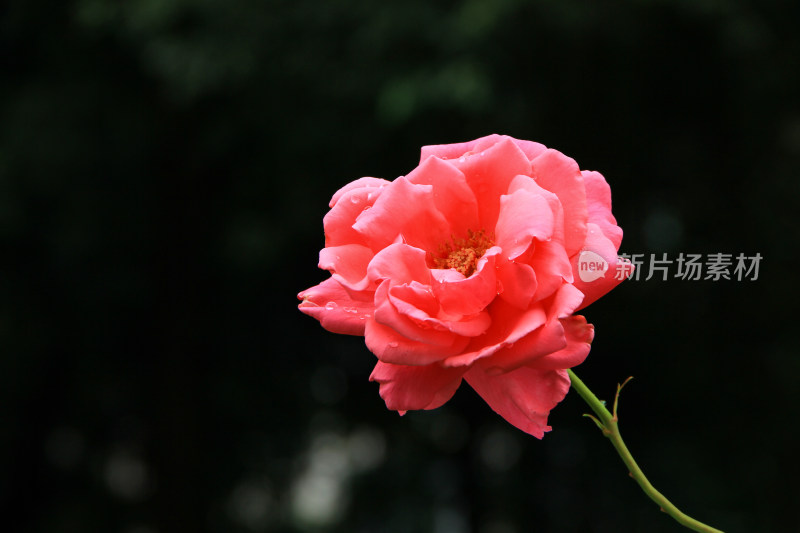 雨后新清的玫瑰花