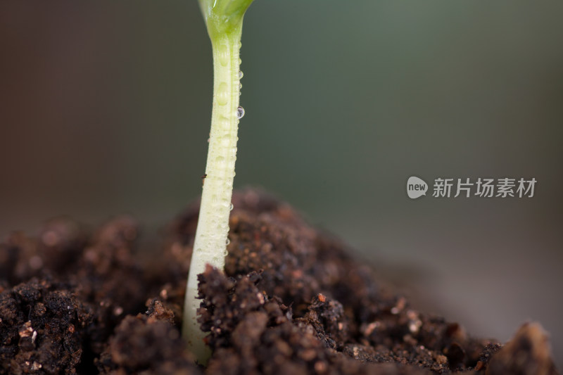 春天破土而出的绿色嫩芽特写镜头