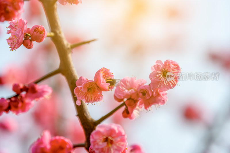 春天武汉东湖景区内盛开的梅花