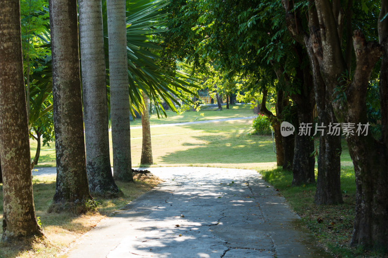 林间小道绿荫环绕景色宜人