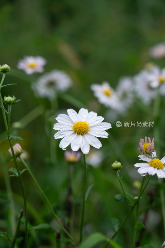 山野花草