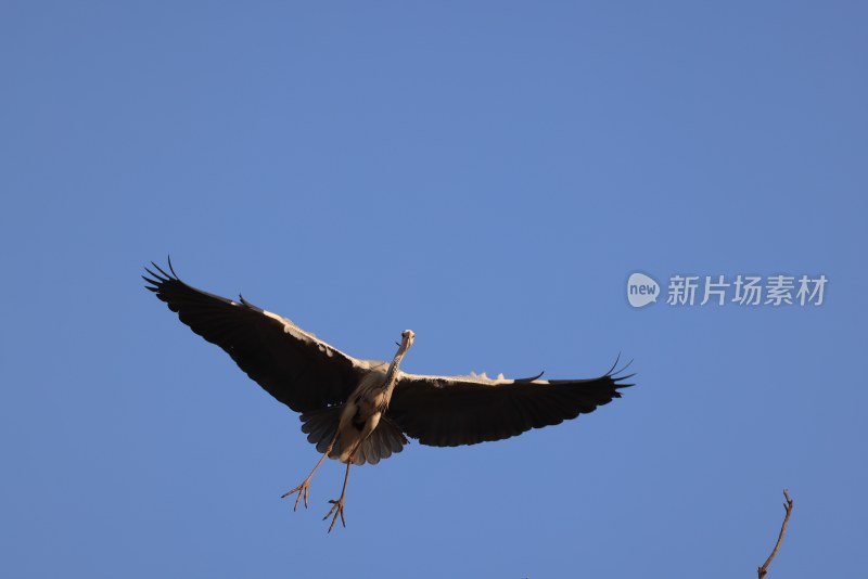 鹭鸟翩跹生态美