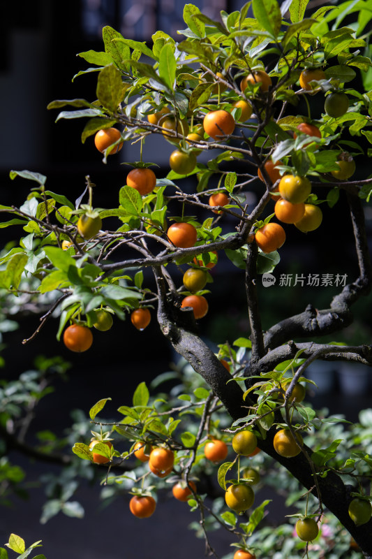 乌柿金弹子盆栽植物特写