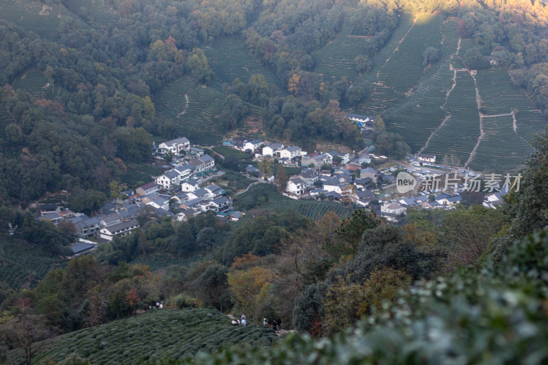 杭州龙井树十里锒铛茶园