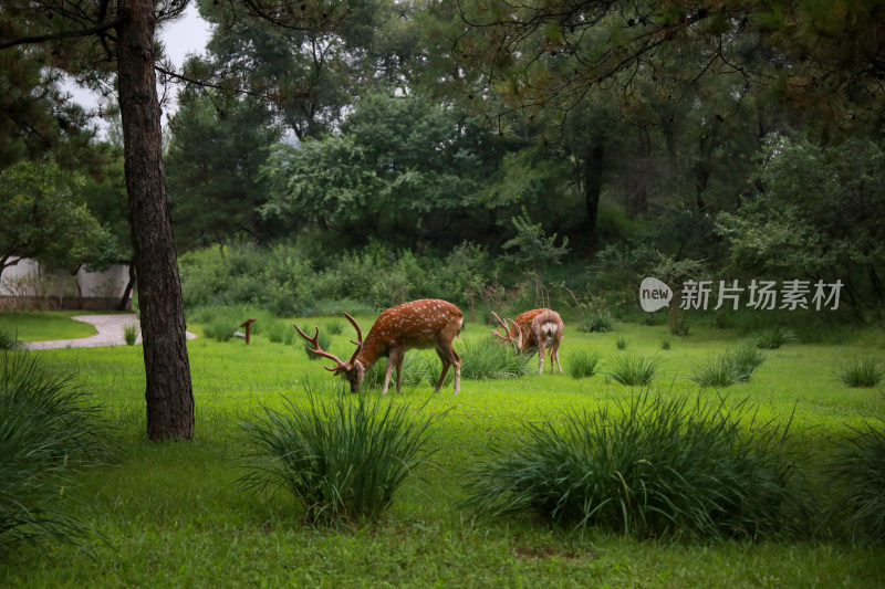 绿色草坪梅花鹿吃草游玩图片素材