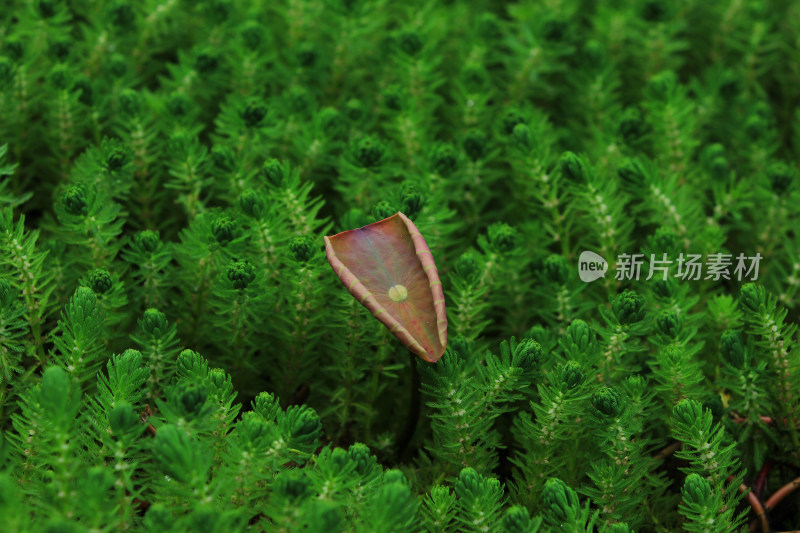 春天净水植物狐尾藻绿色背景