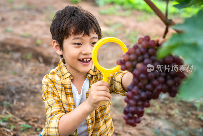 小男孩拿着放大镜观察葡萄