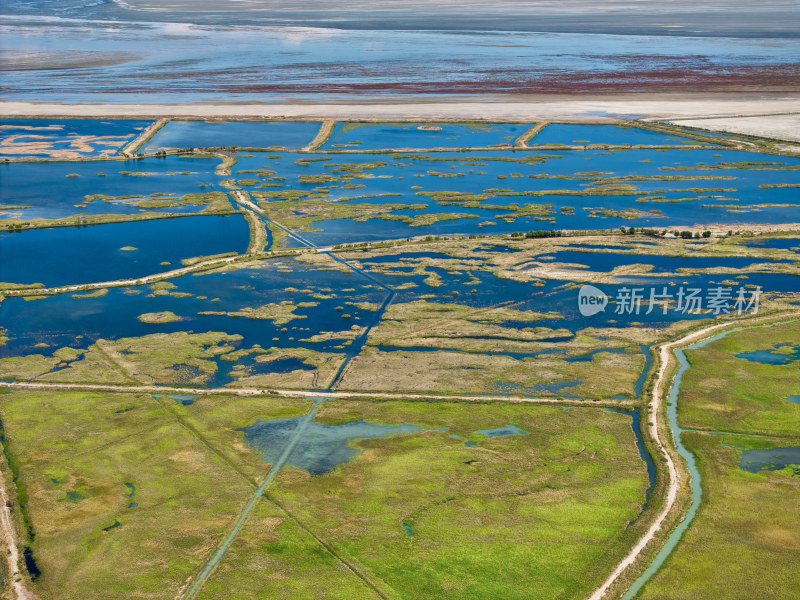 新疆艾比湖湿地