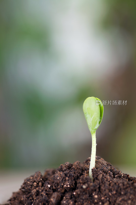 春天破土而出的绿色嫩芽特写镜头