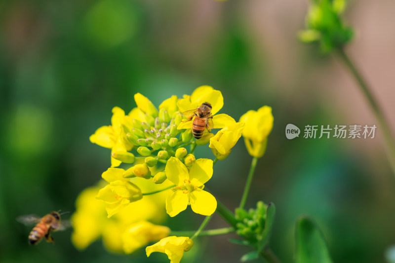 两只蜜蜂飞向油菜花栖息特写