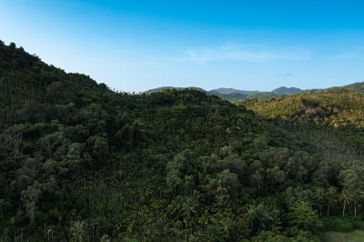 航拍海南万宁漫山遍野的椰树林