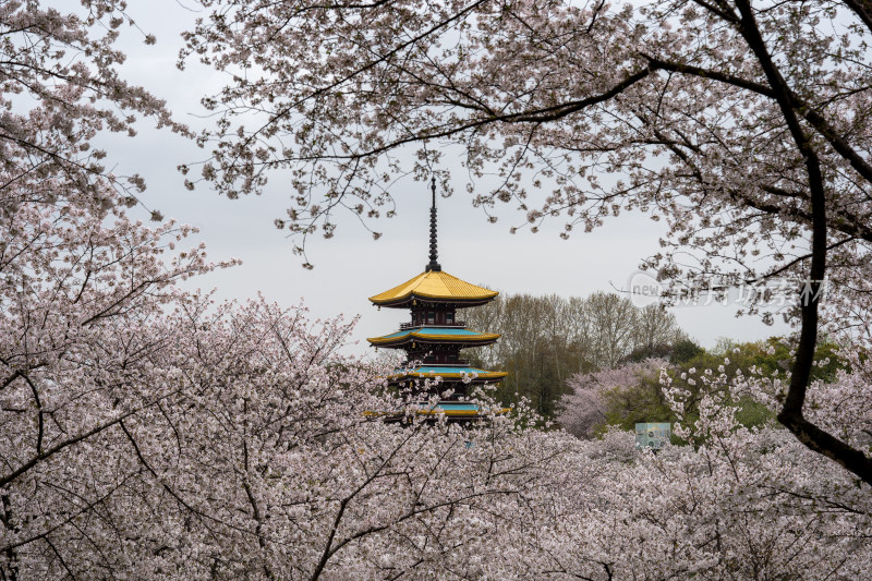 武汉东湖樱花园五重塔景色特写