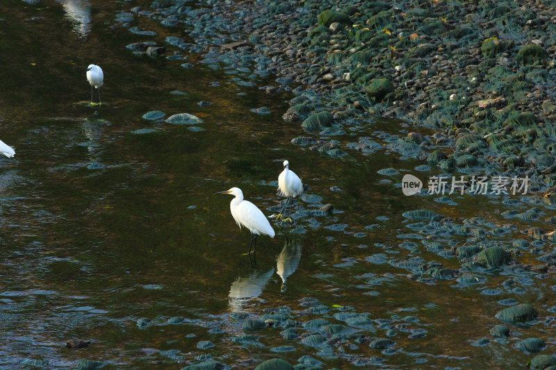 四川成都市温江区江安河湿地的白鹭