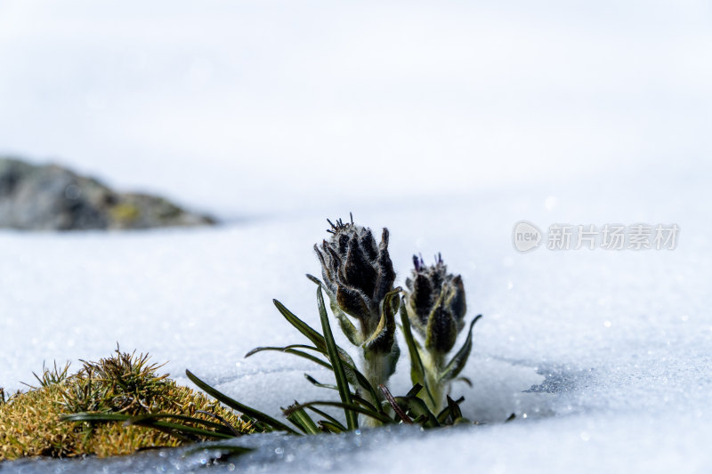 雪中的龙胆