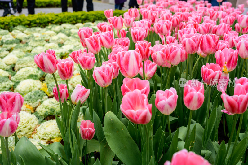 郁金香花卉景观