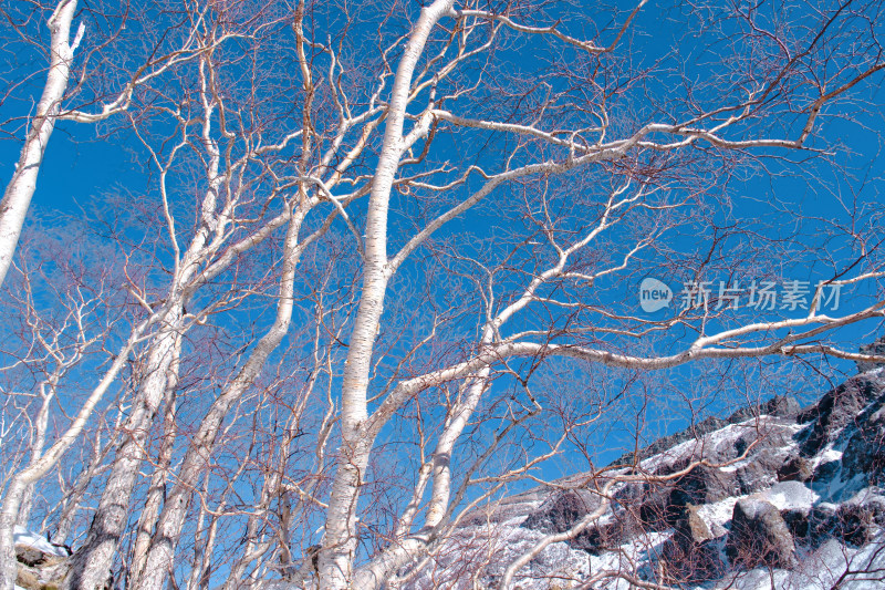 长白山岳桦树