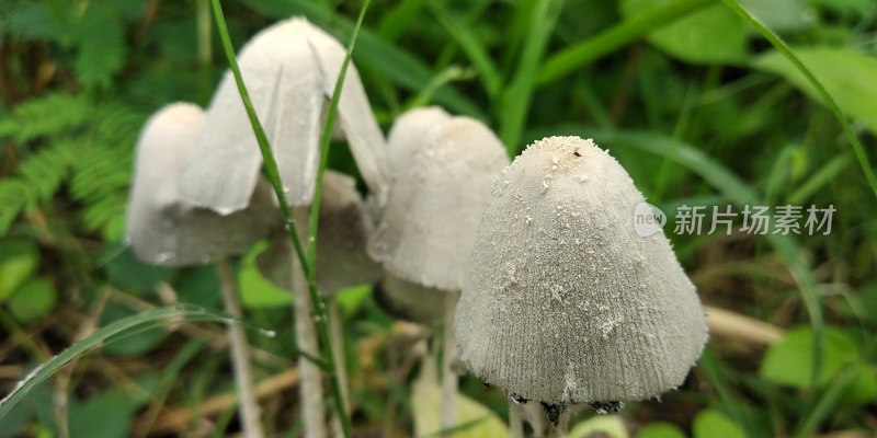 野生菌蘑菇生长环境菌类山菌