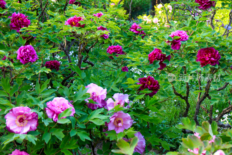 北京景山公园牡丹花花卉