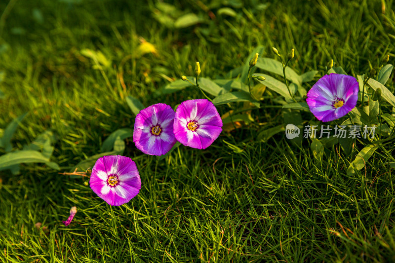 花花草草牵牛花