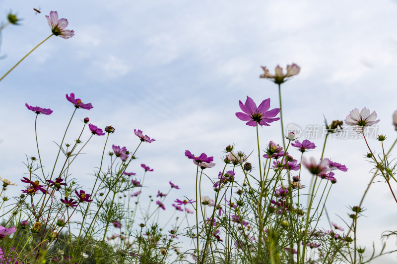 四季花卉盆景格桑花