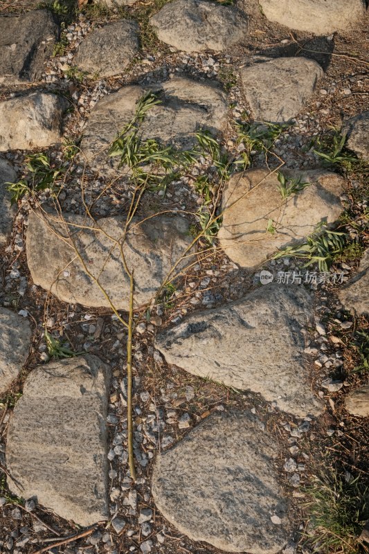 石头路中的枯枝，尽显自然质朴气息