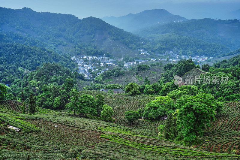 杭州龙井村茶园