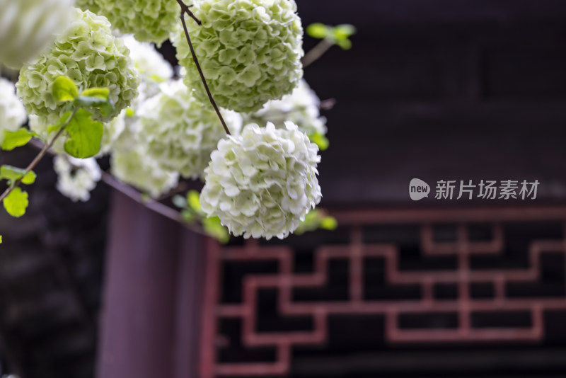 苏州园林拙政园春日木绣球盛开