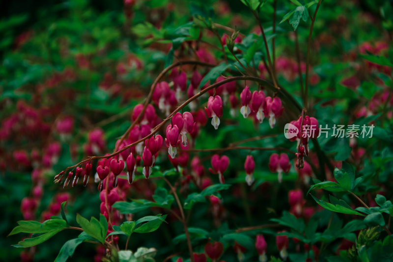 植物园的郁金香花卉特写