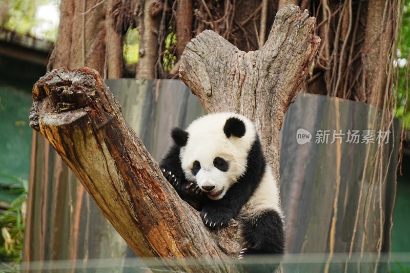 大熊猫幼崽妹猪趴在树干上休憩玩耍