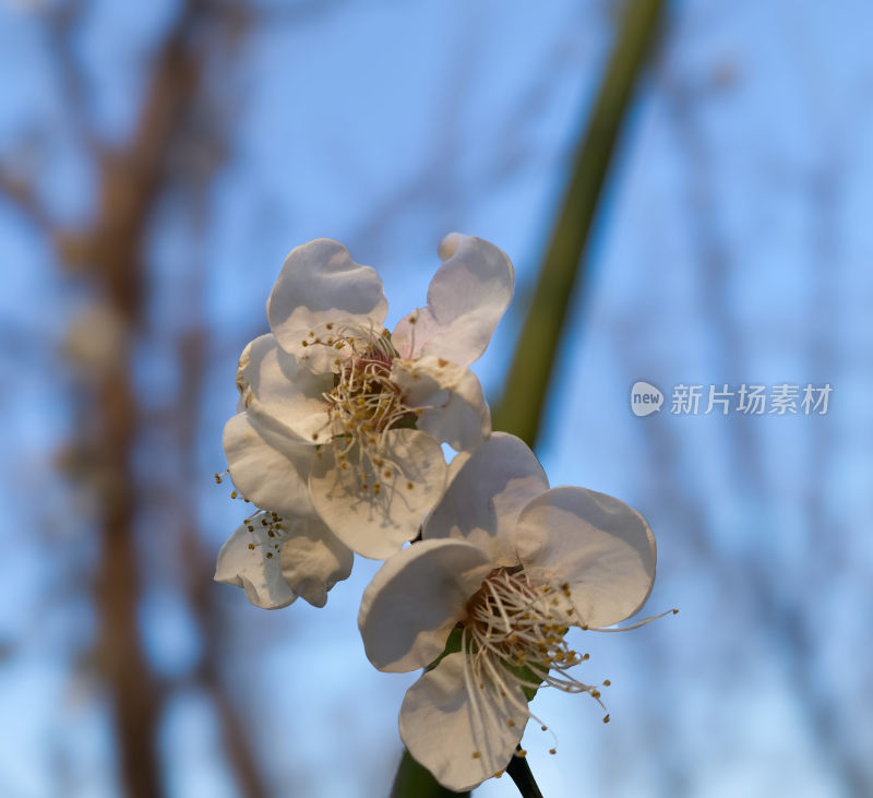 冬日暖阳下绽放的梅花特写