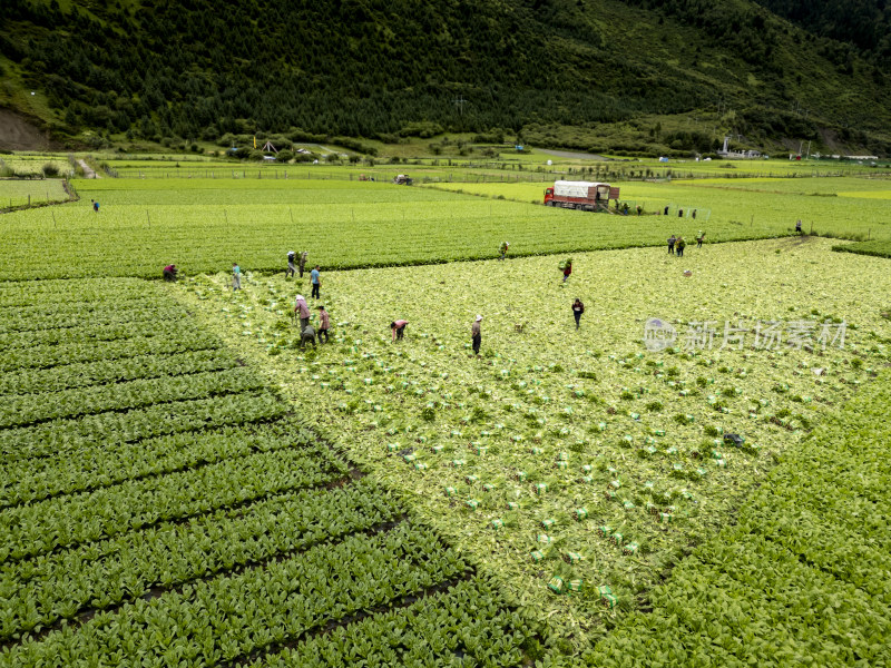 一群农民在阿坝州川西高原素材基地收获蔬菜