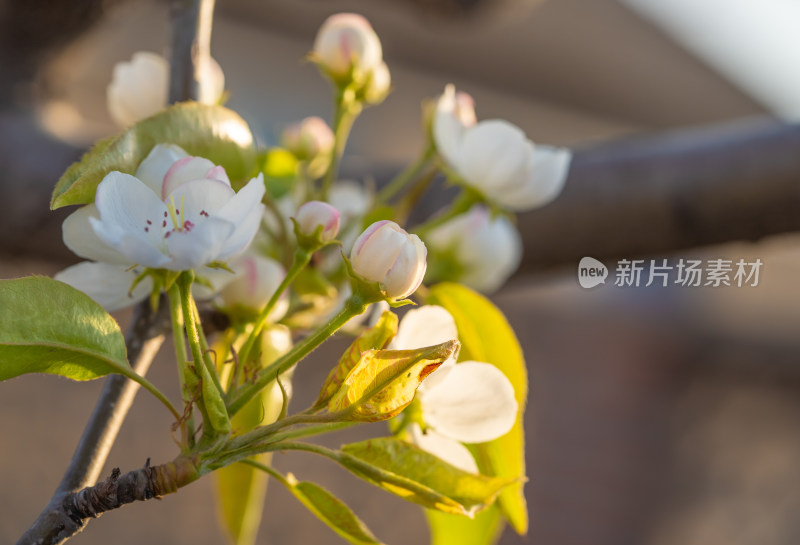 春季东北梨花花朵特写