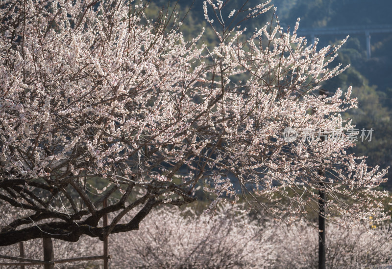 冬日梅花盛开景观