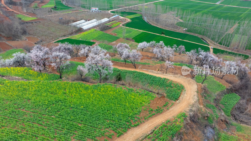 农村春天油菜花杏花自然风景航拍