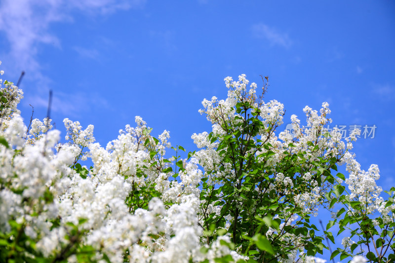 白色丁香花