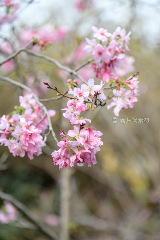 樱花特写拍摄